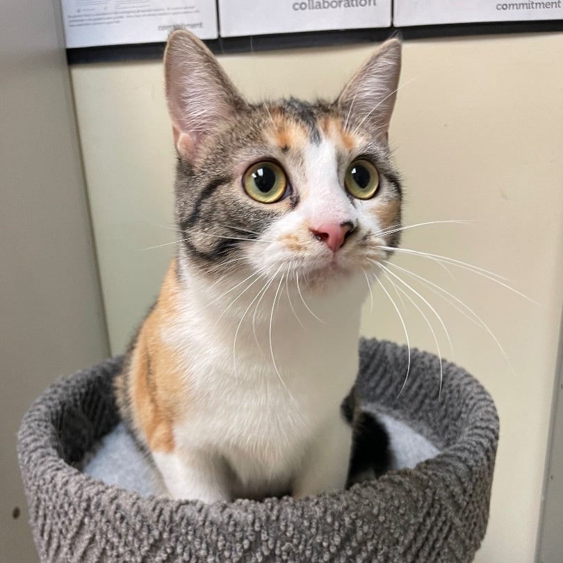 Ely & Bristol (BONDED PAIR)