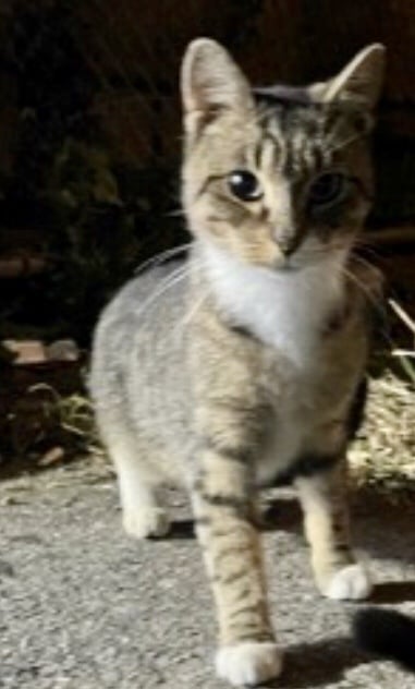 Tabatha (Urgent socializer foster needed)