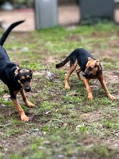 Benn & Otter - Bonded Pair