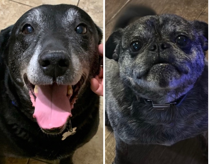 Bruno and Shadow Bonded Pair!