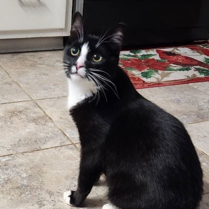 Spiderman - part of a bonded pair