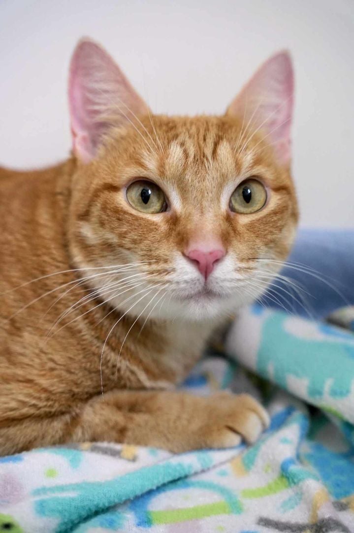 Nectar (Cocoa) Rare Female Orange Tabby Cat Has Had Very Rough Life So Far Playful & Sweet with Supplies & Videos 3 Month Supply Wet Cat Food