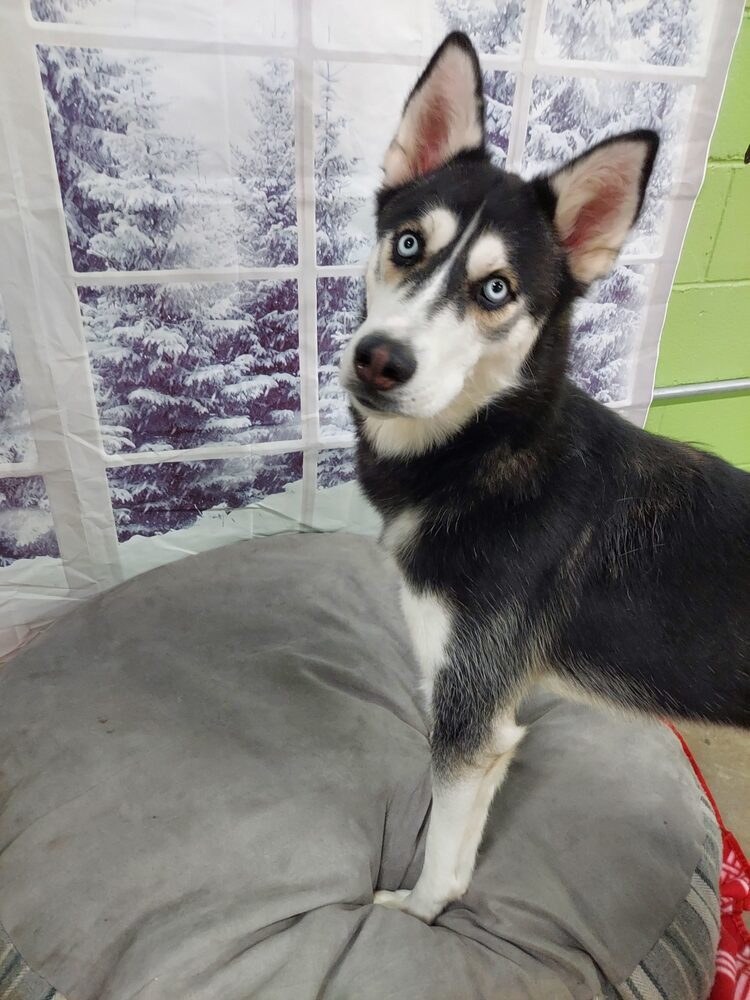 Homer available 12/15