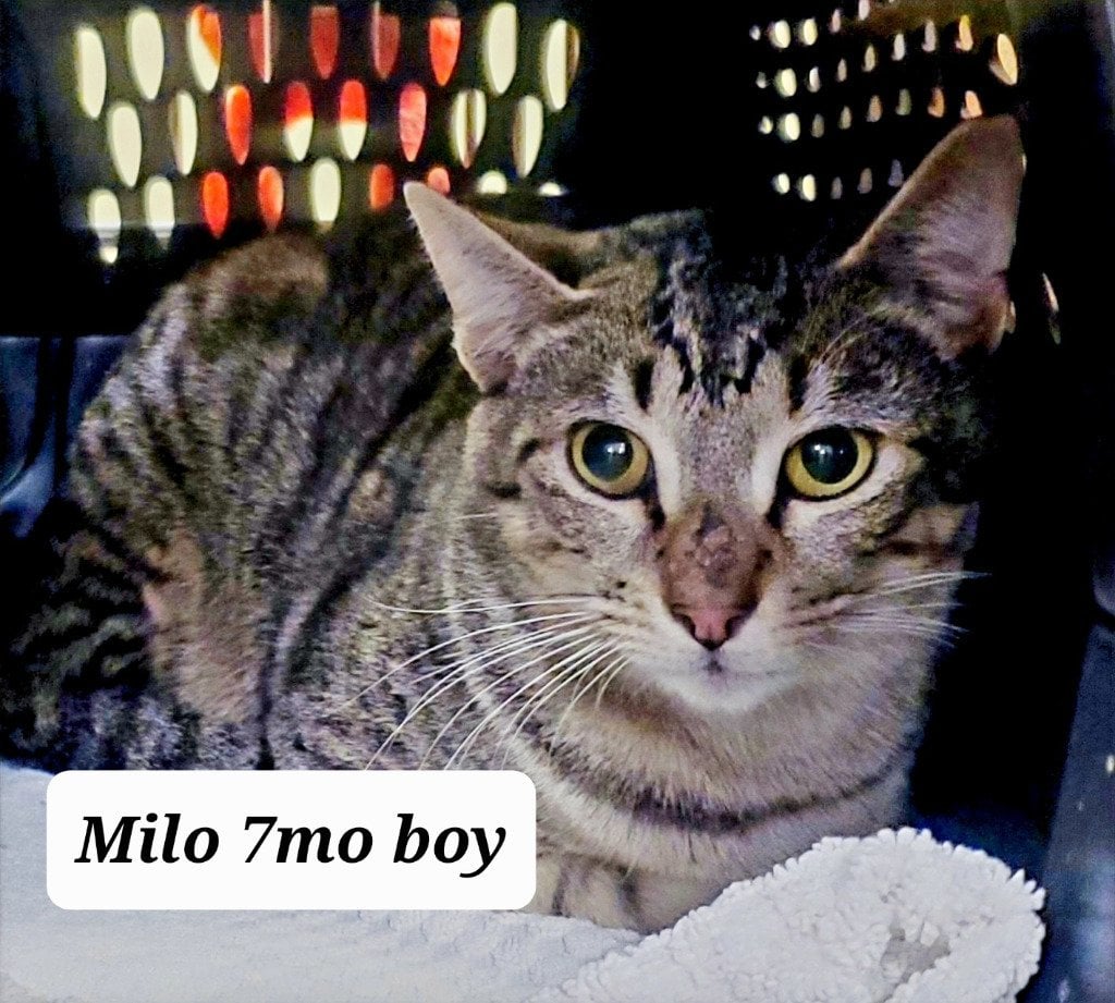 Milo