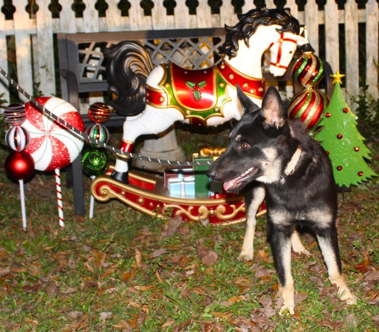 Mac-5-6 months PB-Neuter Contract Required $425