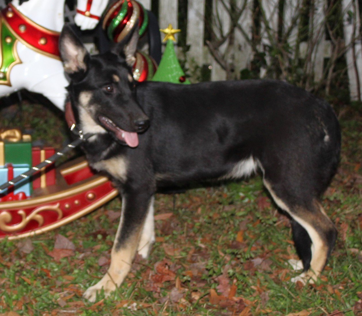 Ace-5-6 months PB-Neuter Contract Required $425