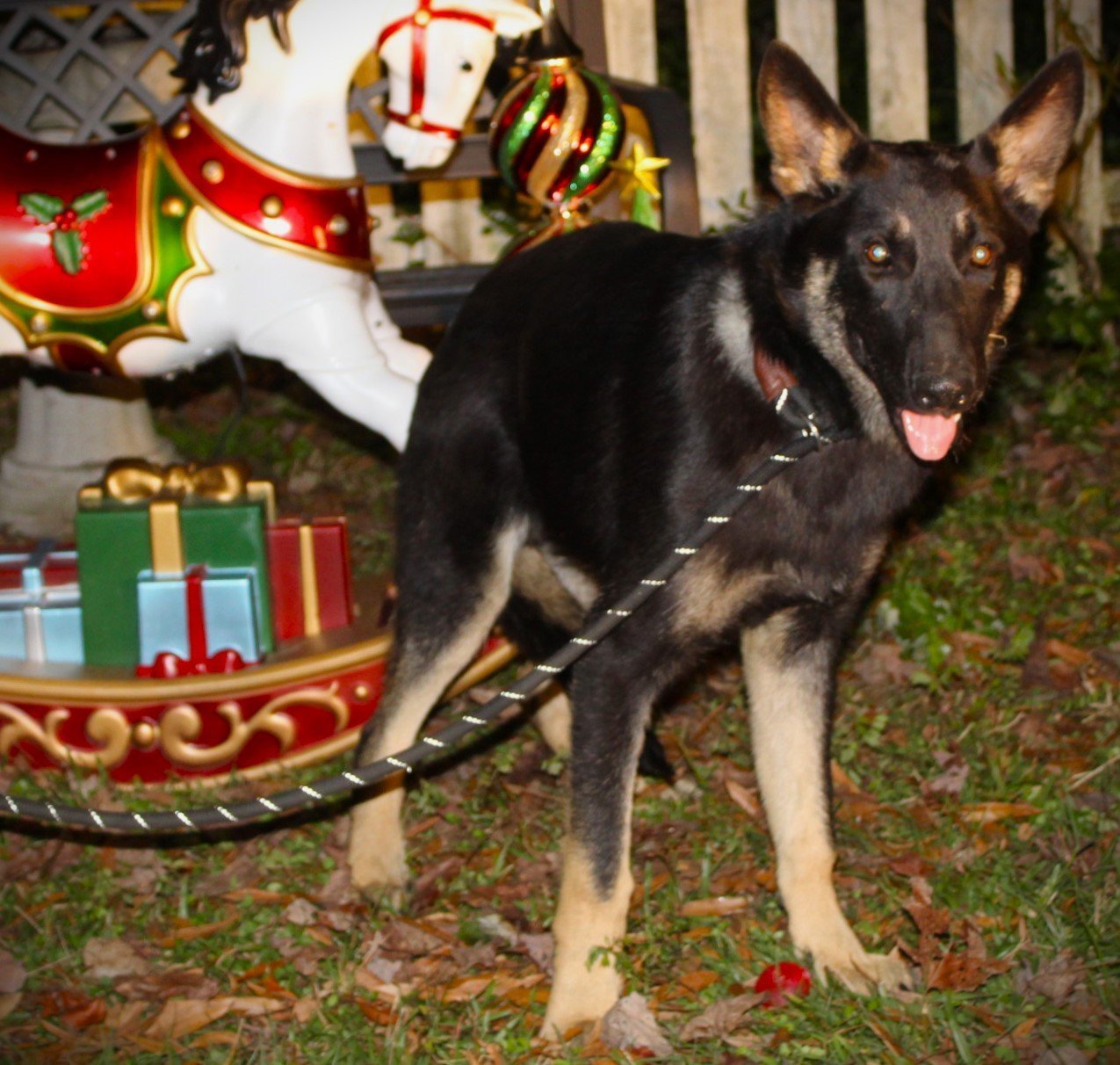 Raider-5-6 months PB-Neuter Contract Required $425