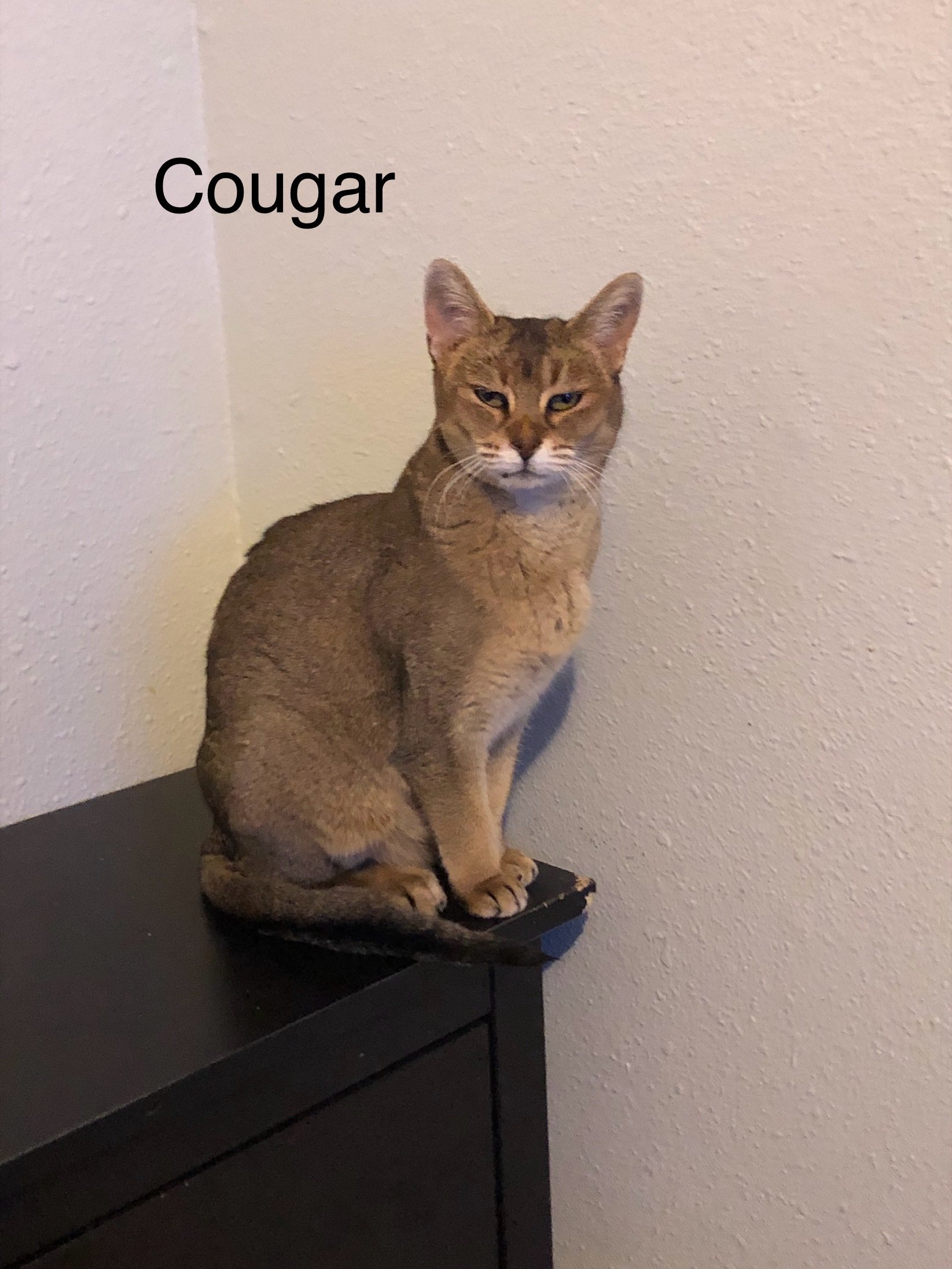 Cougar
