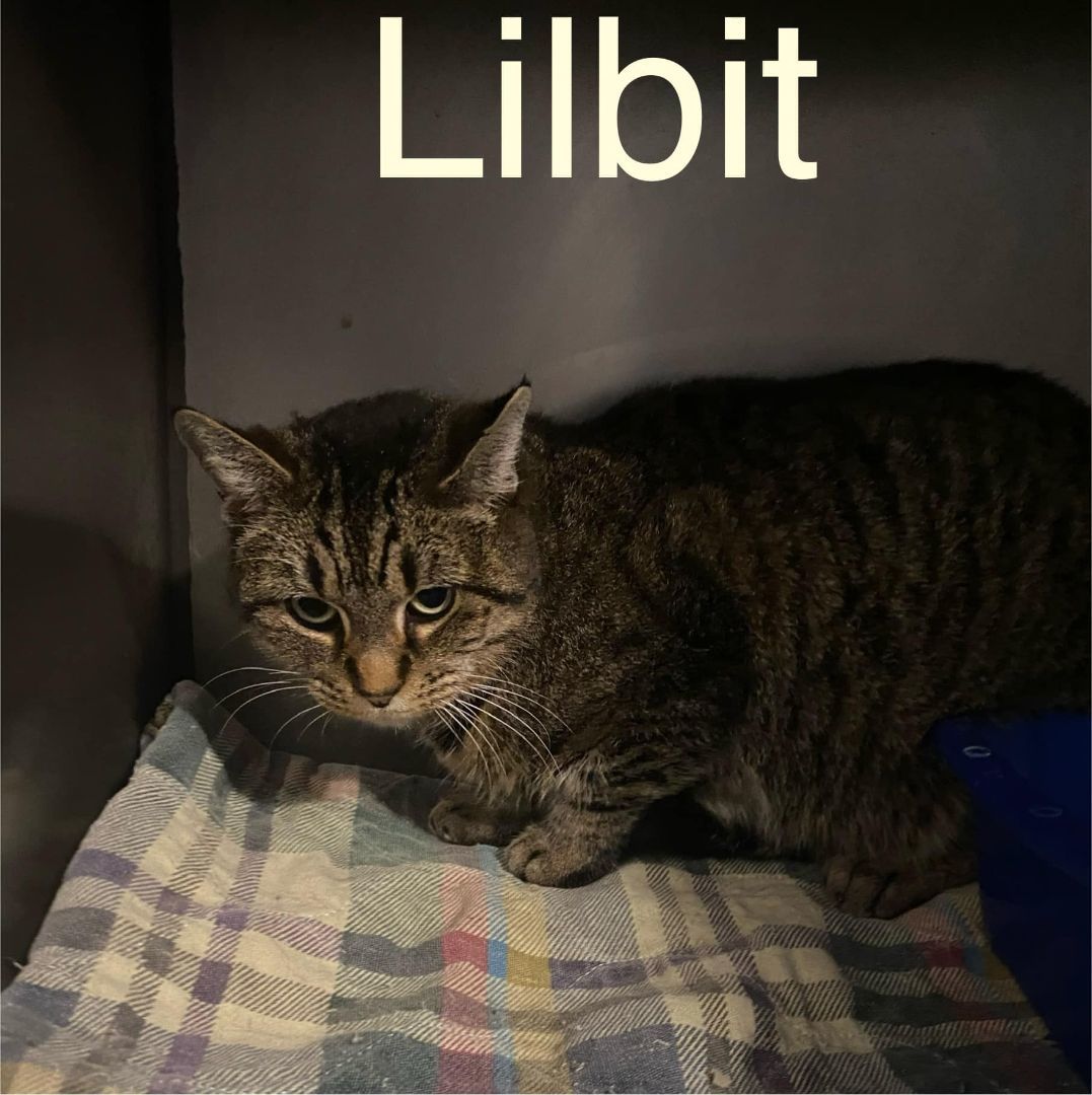 Lilbit