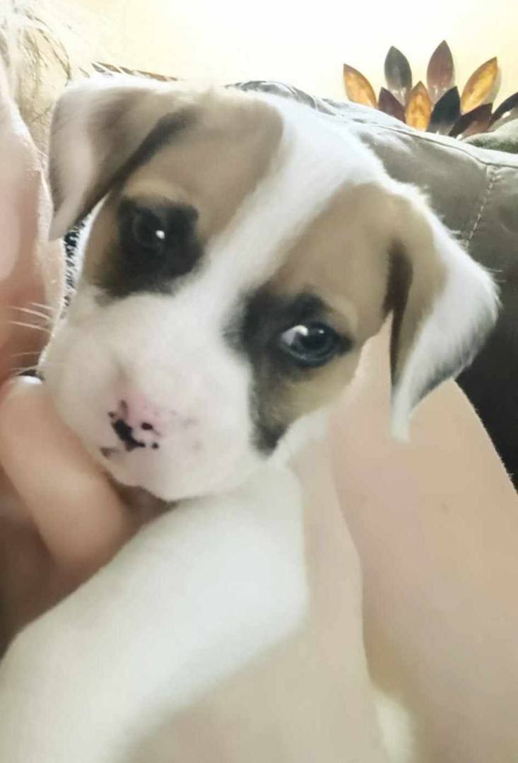 Nikko, Lilly and Violet