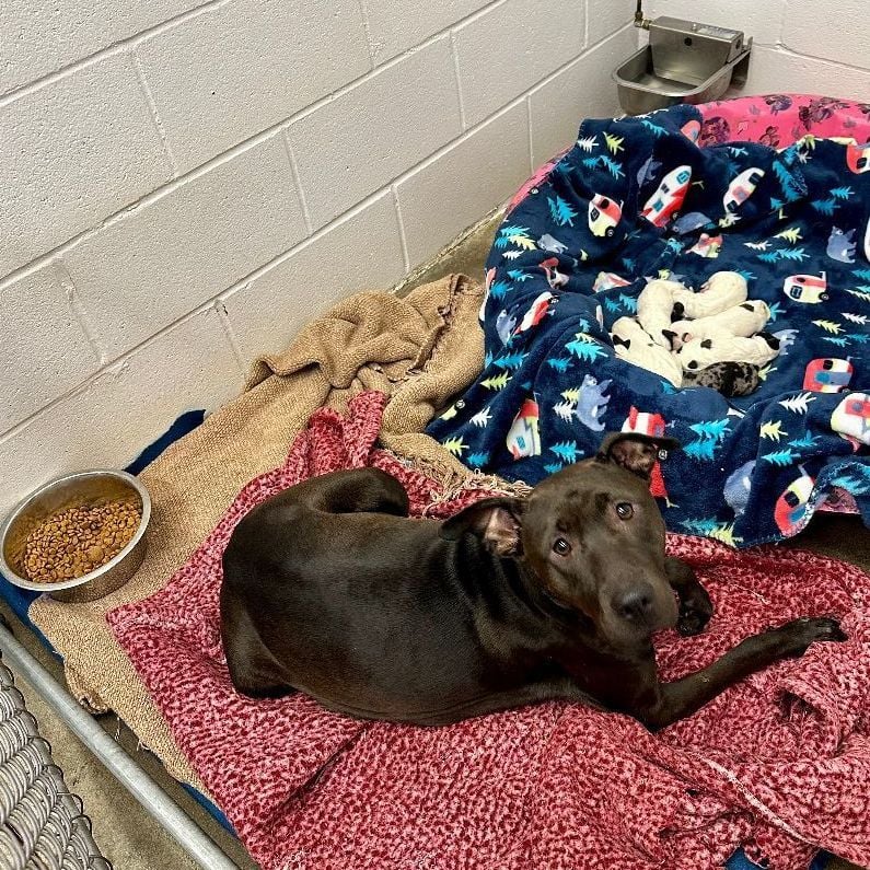 Ebony's Splendid Seven (Puppies)