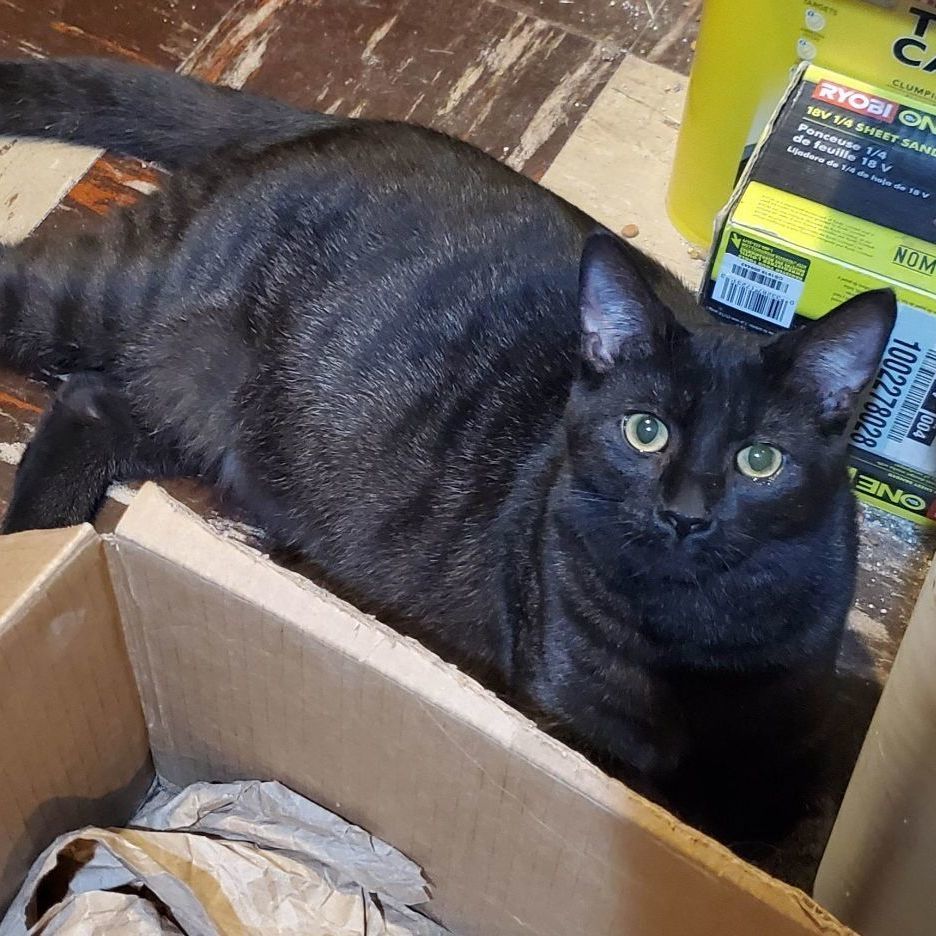 Tucker & Tulsa *** Bonded Siblings ***