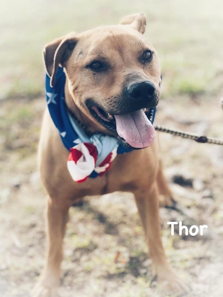 Thor