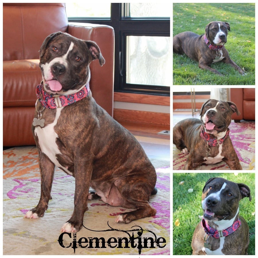 Clementine