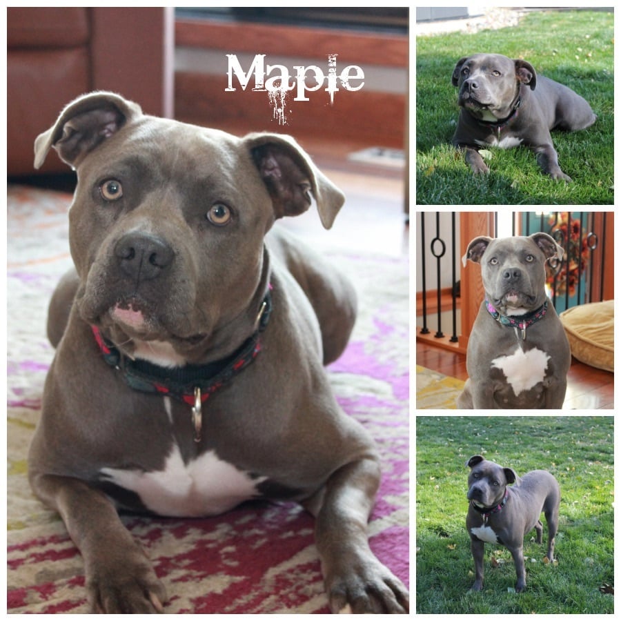 Maple