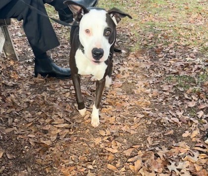 Sugar Stick - IN FOSTER