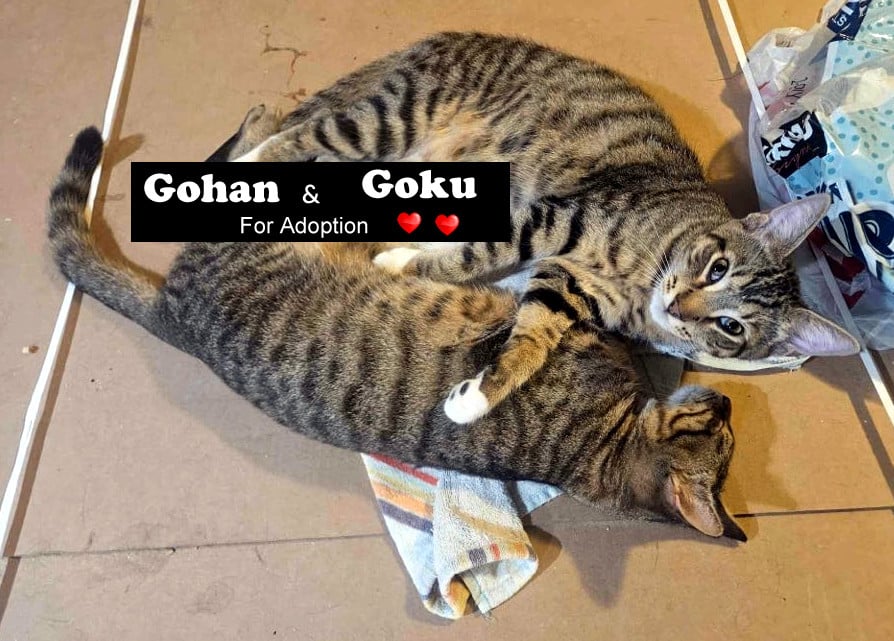 Gohan & Goku - Bonded Pair 