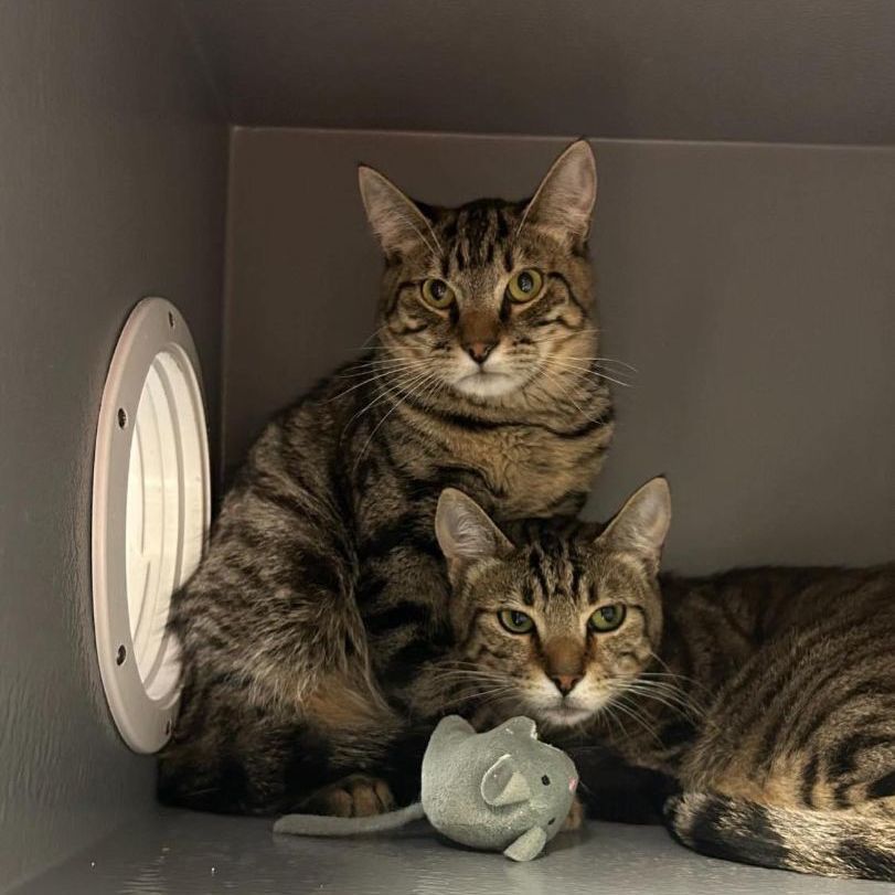 Kiddle & Brock (Bonded Pair)