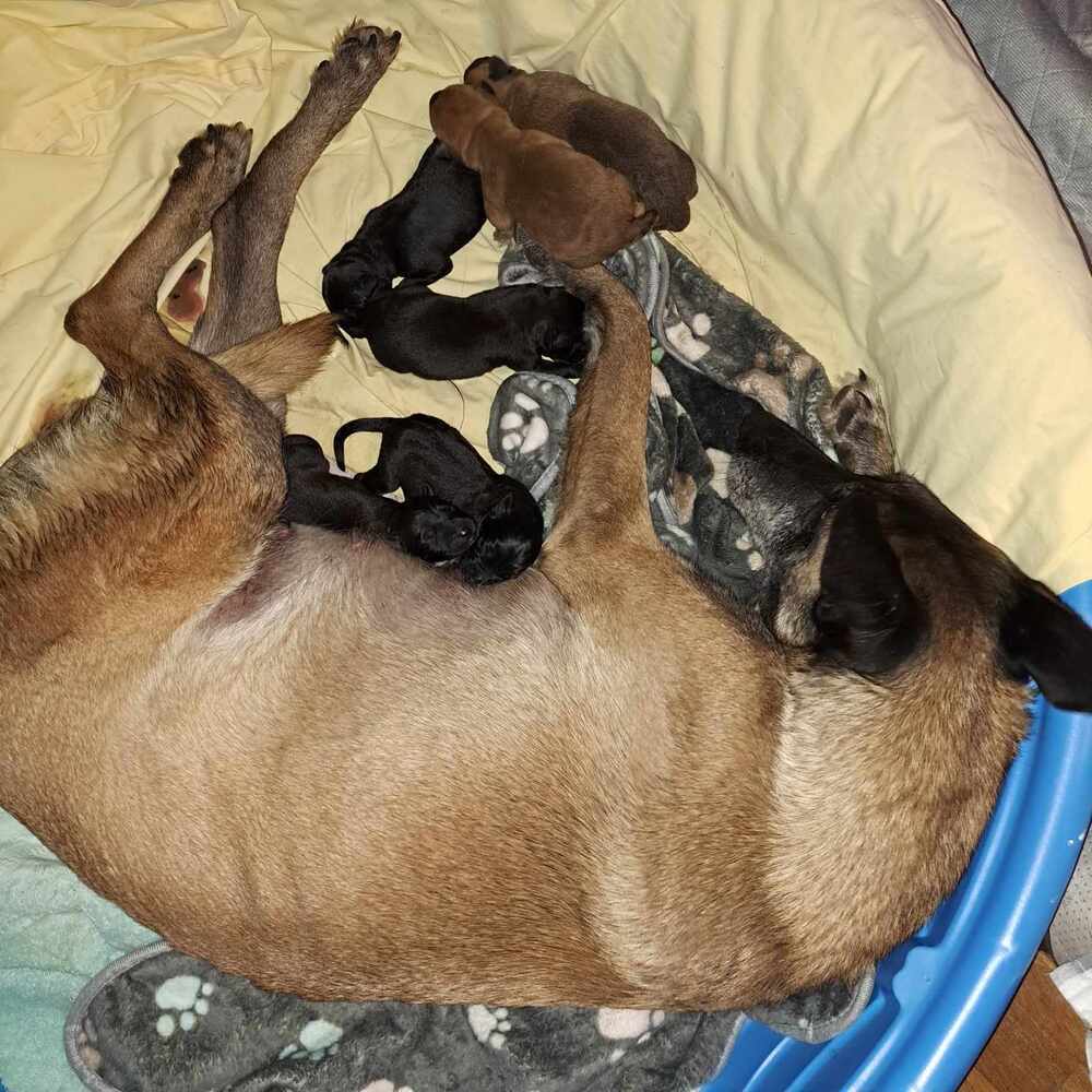 A Little Looney Litter-Taz - Located in Washington