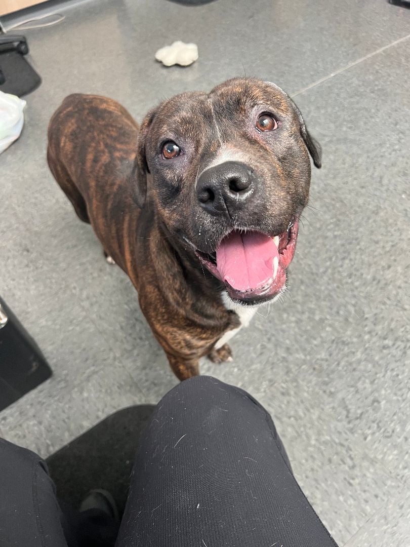 Rudy - foster to adopt fee waived