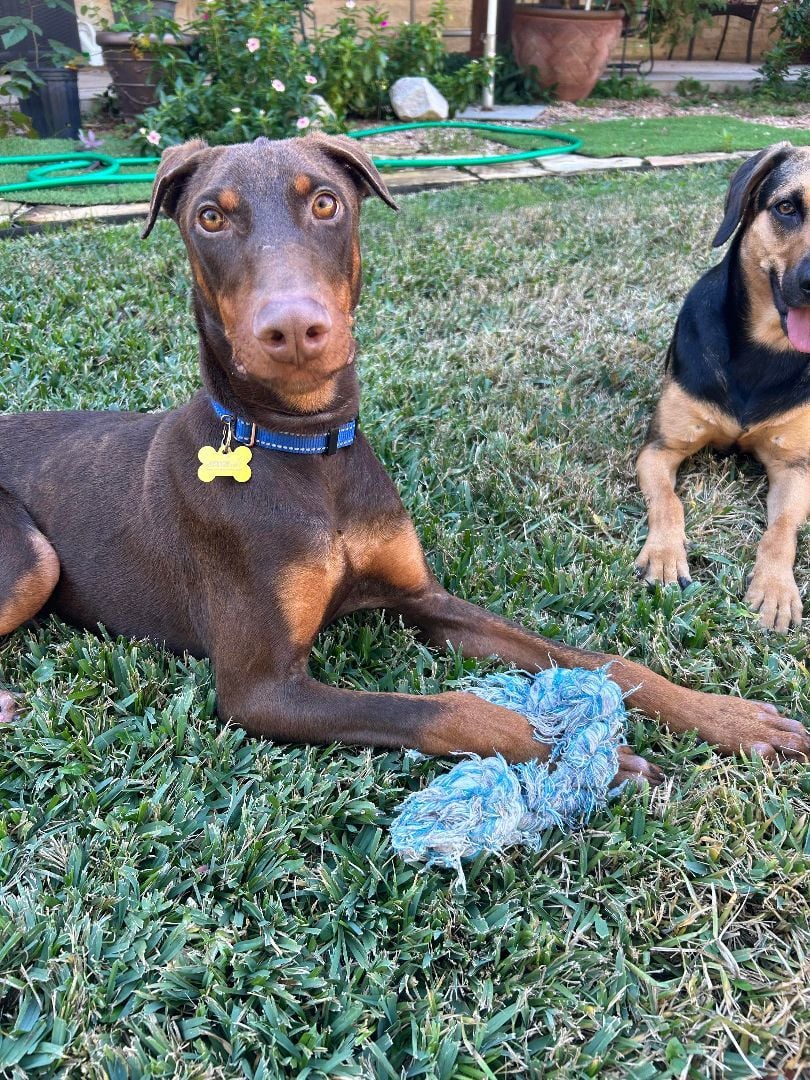 Tim - Teen Dobie Seeking Forever Love