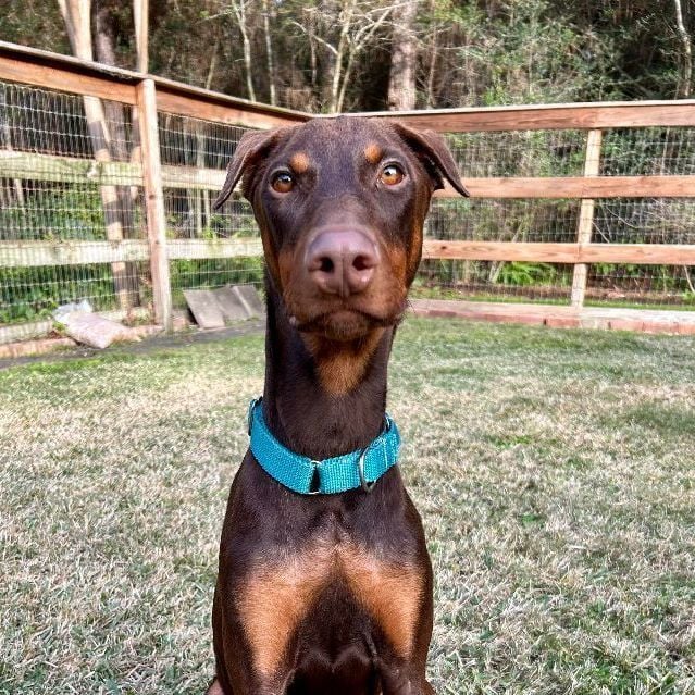 Tim - Seeking Elf Adventures 