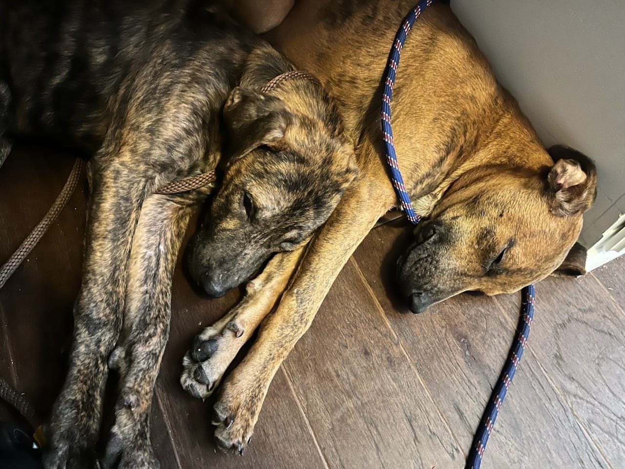 Casper & Cocoa - FOSTER AND ADOPTER NEEDED