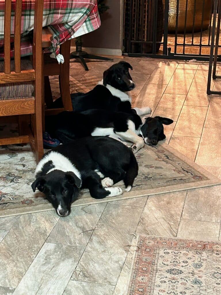 ROOSTER, MAVERICK, GOOSE