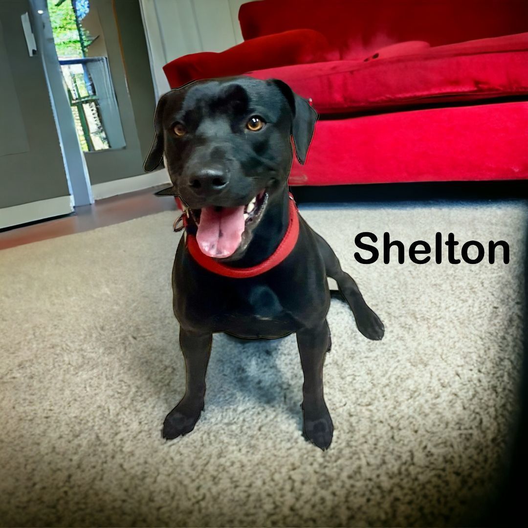 Shelton