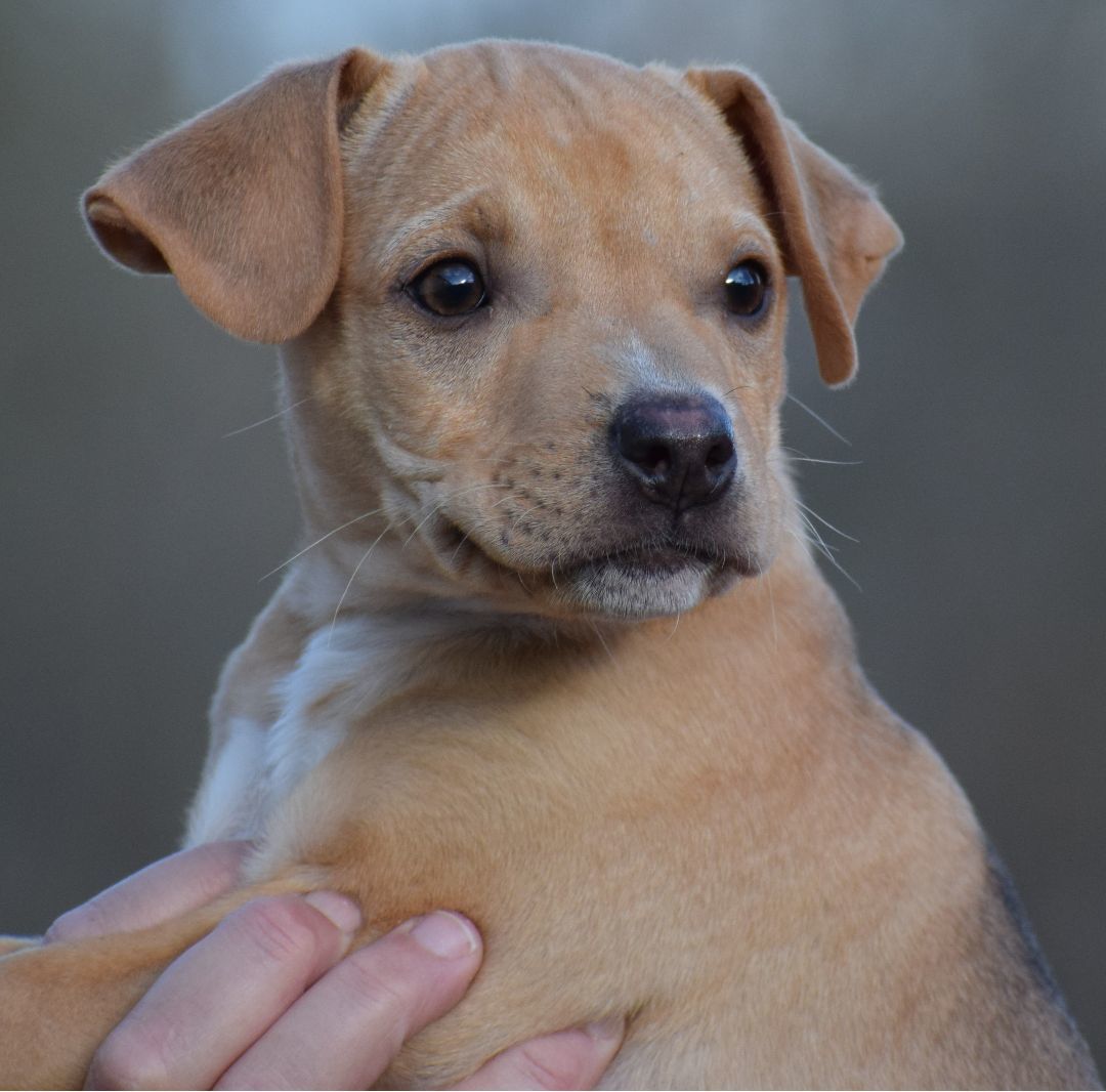 Yara-Available! www.lhar.dog to apply! 