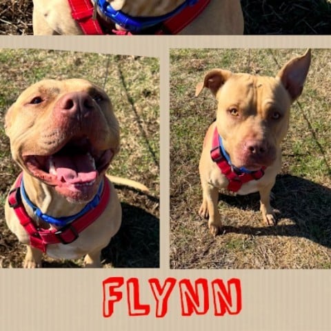 Flynn
