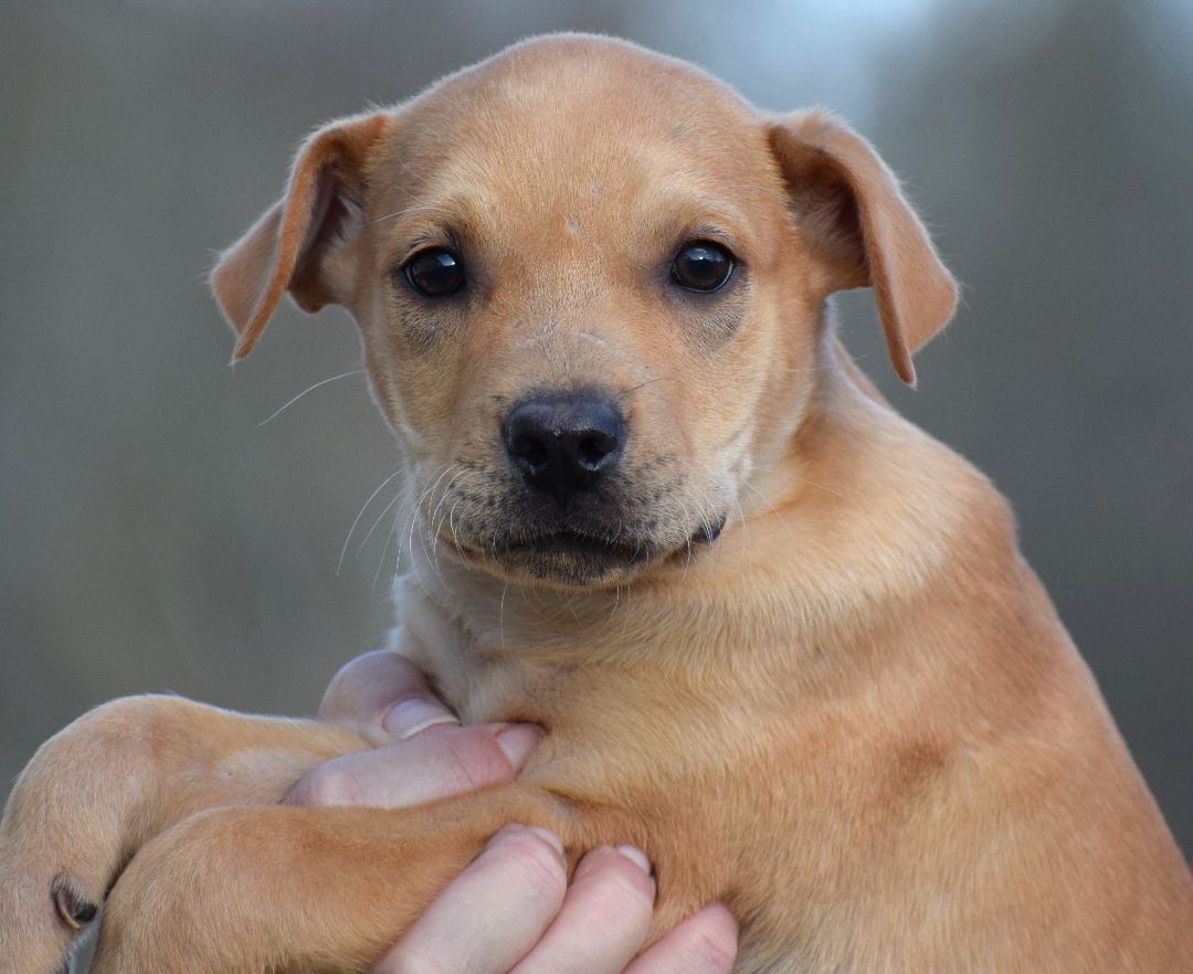 Yancy-Available! www.lhar.dog to apply! 