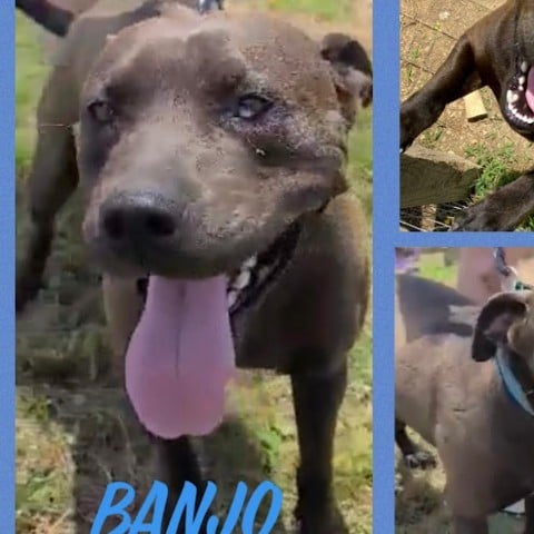 Banjo
