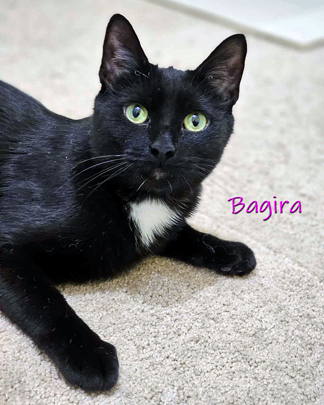 Bagira