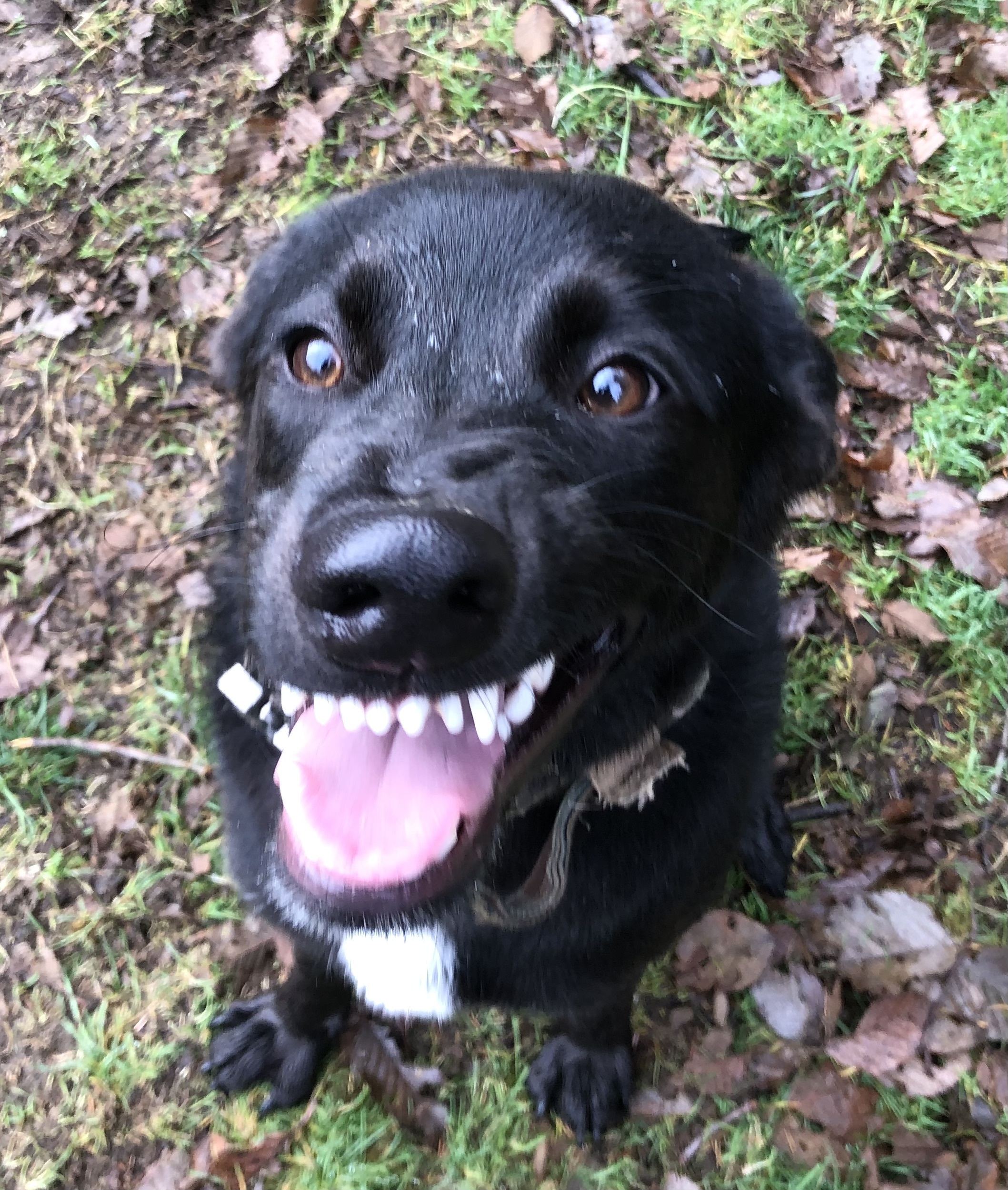Loki - The Smiling Pup