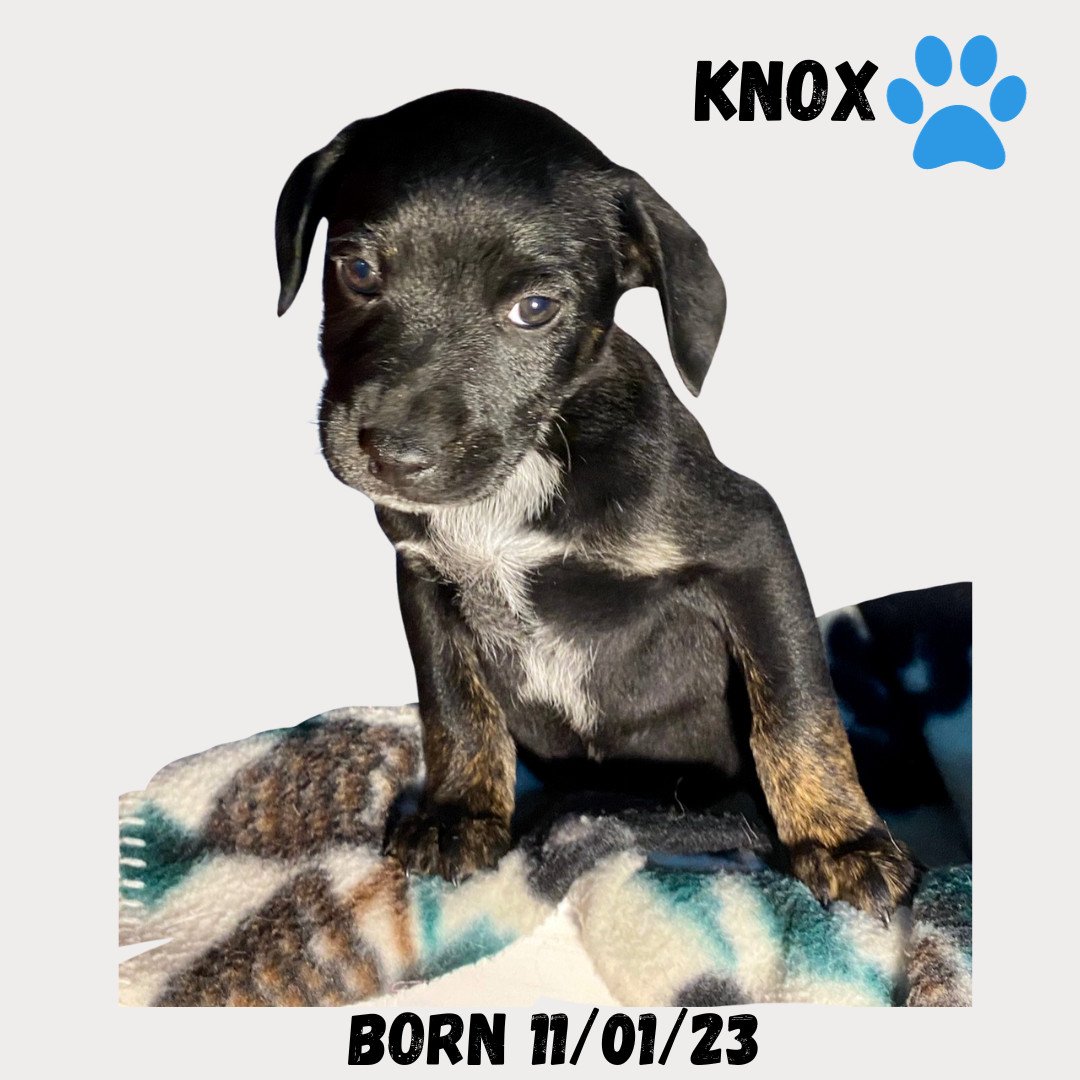 KNOX