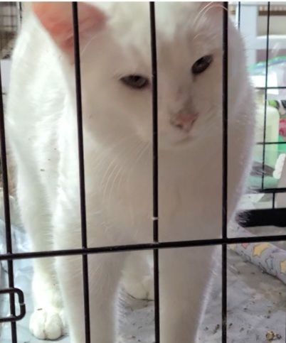 NUTTY BUTTER * SWEET CUDDLE BUG*