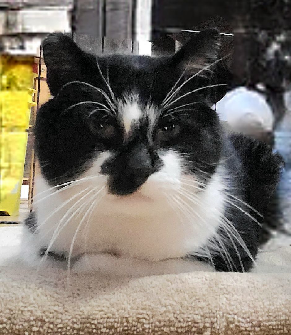 ARROW *MR. AFFECTIONATE (Not quiet ready to go home)