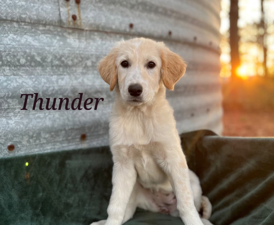 Thunder