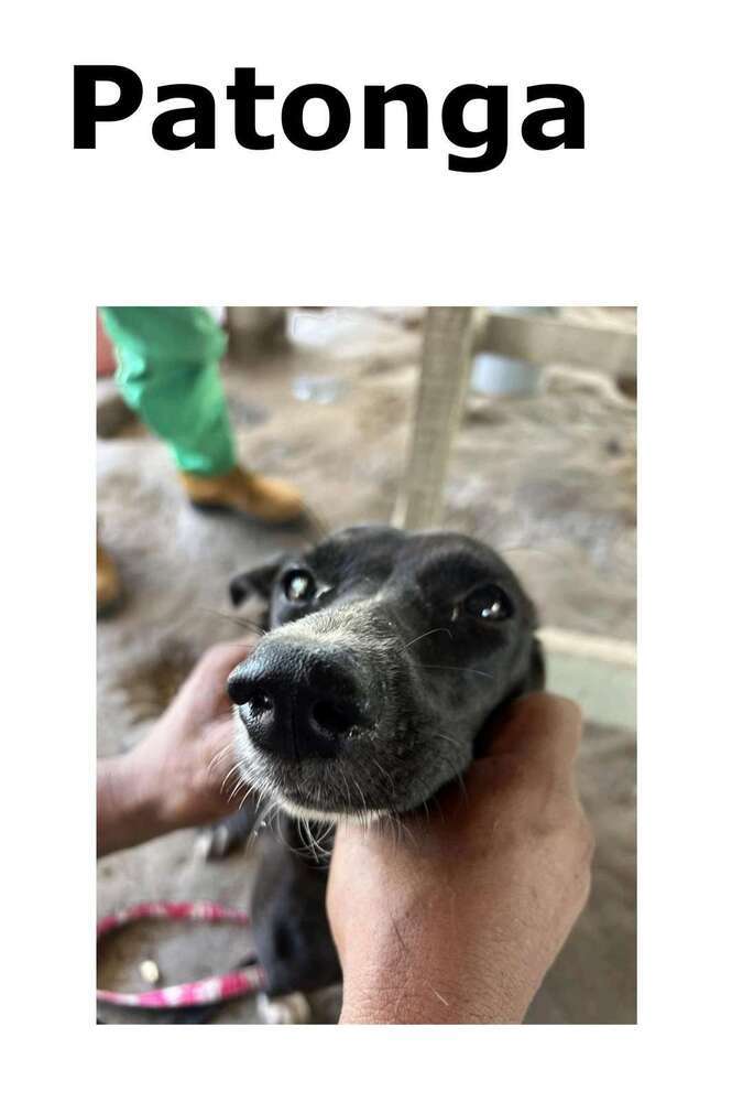 Patonga