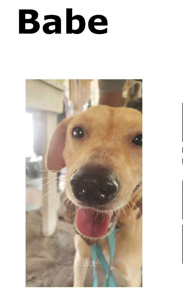 Babe