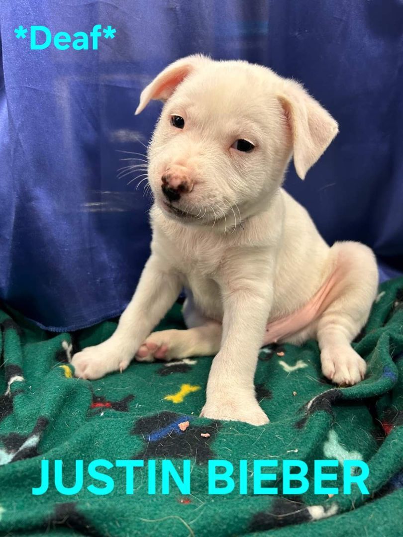 Justin Bieber