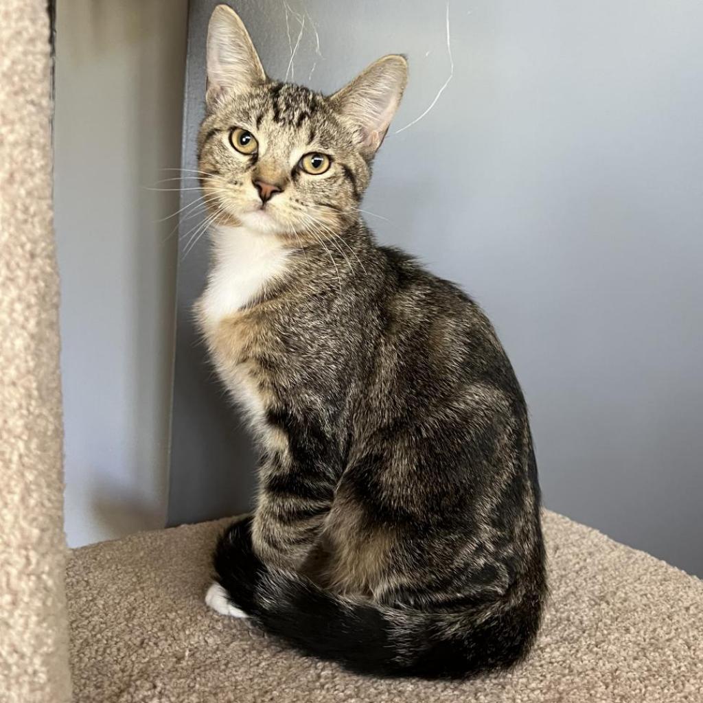 Caddie (Yellow Collar)