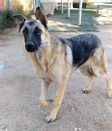 Chili - of the Belgian Malinois x family