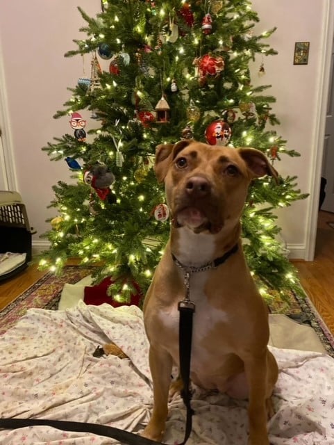 Bonnie **Foster Home/Sponsored Adoption Fee**