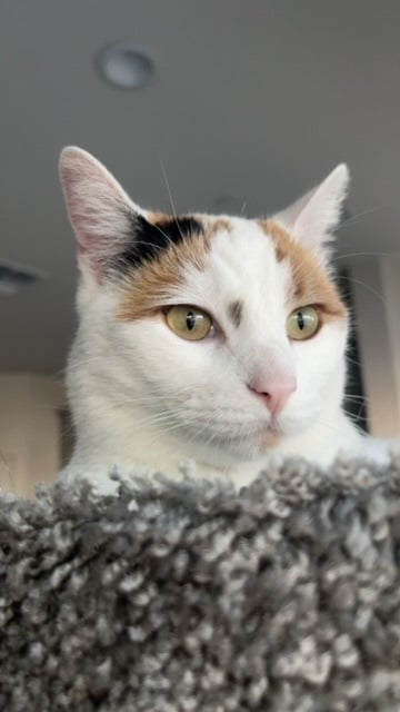 Delilah INDOOR ONLY courtesy post