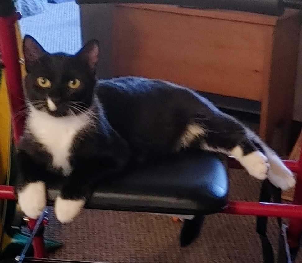 Asiago & Gouda- BONDED PAIR