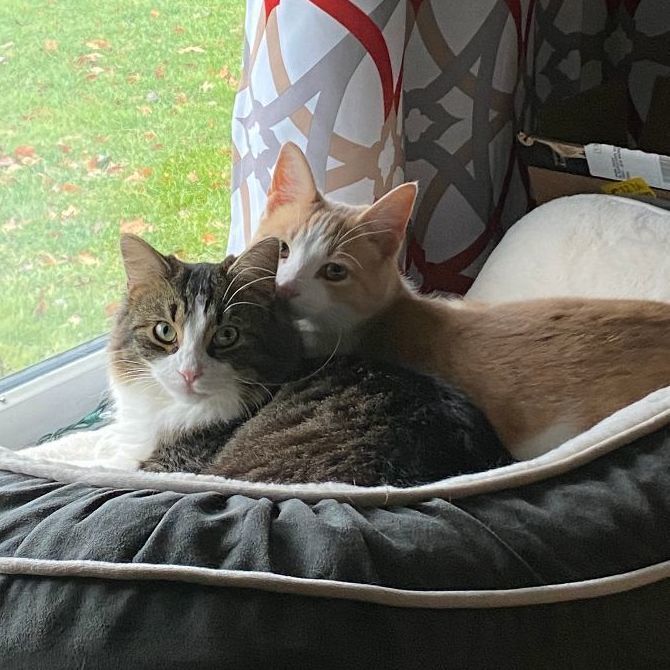 Nacho & Chico (bonded pair)