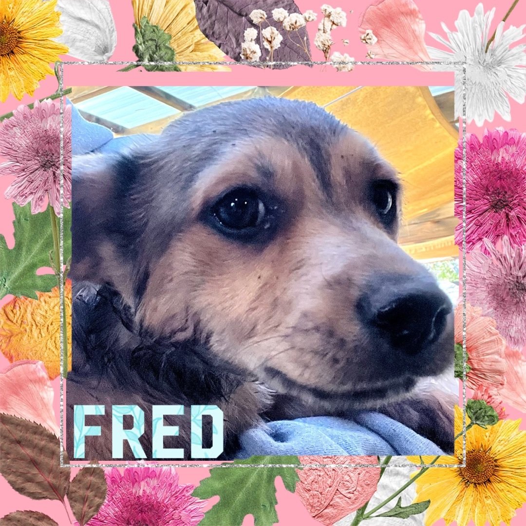 Fred