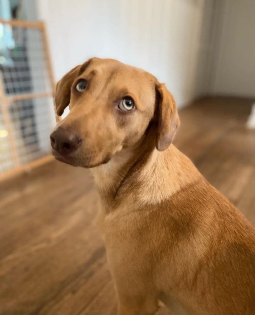 Tillie- Fostered in NJ 